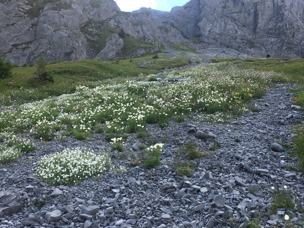 Westlicher Alpenmohn