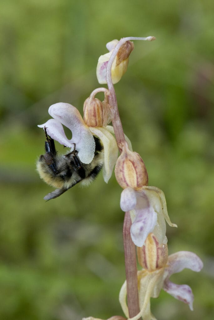 Deichhummel bestaeubt Orchidee Widerbart