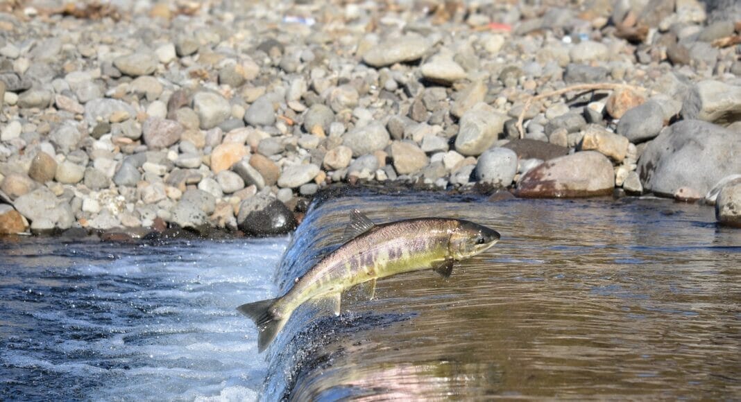 Fische leiden unter Trockenheit