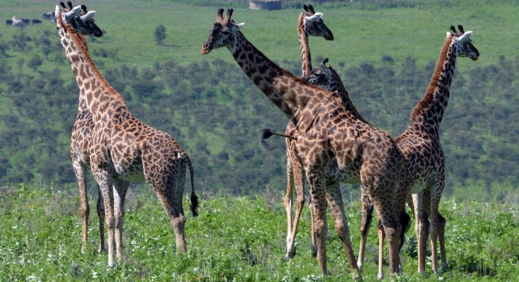 Menschen beeintraechtigen das Sozialleben von Giraffen