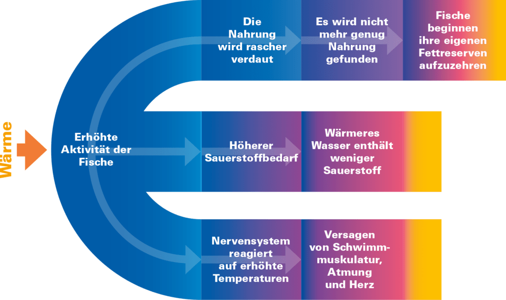 Hohe Wassertemperaturen bewirken erhoehte Aktivitaet von Fischen