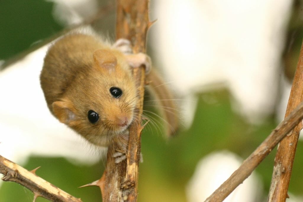 Haselmaus in Gebuesch