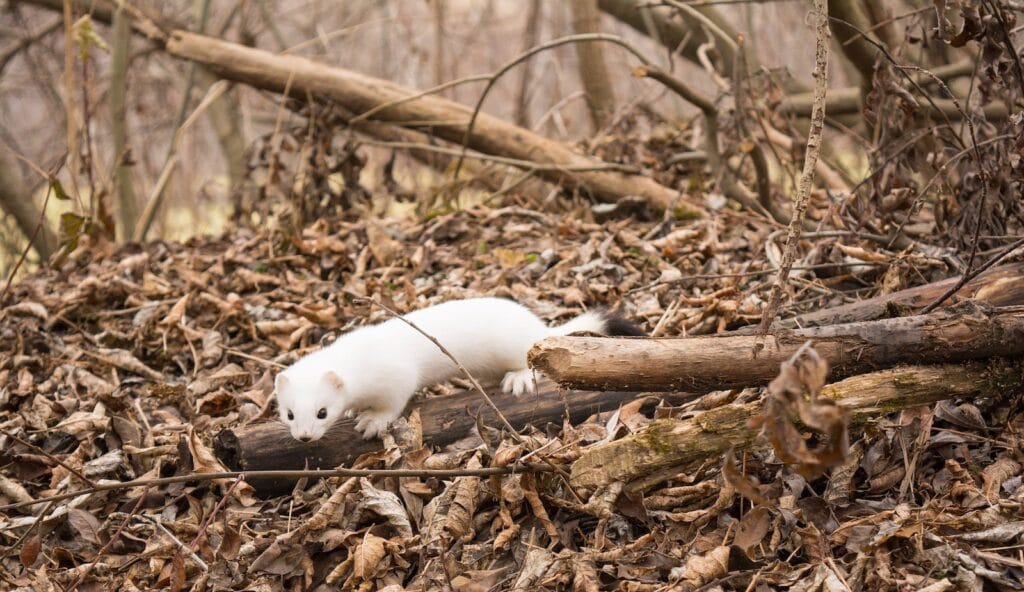 Hermelin profitiert von Oekologischer Infrastruktur