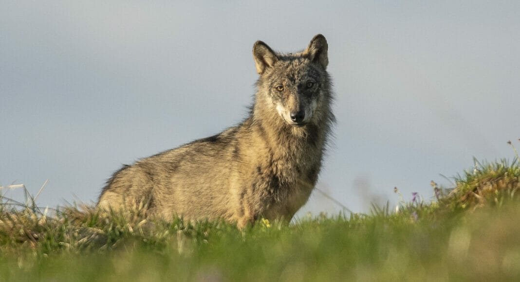 Wolf in Graubünden