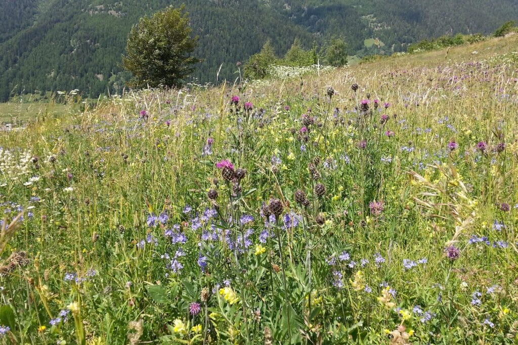 Extensive Blumenwiese