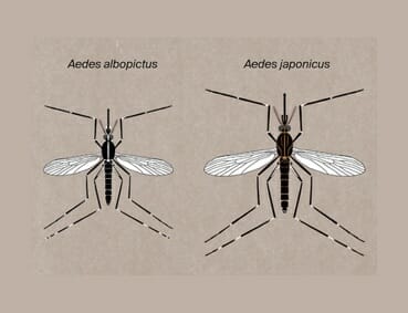 Schematischer Vergleich von Tigermuecke und Buschmuecke