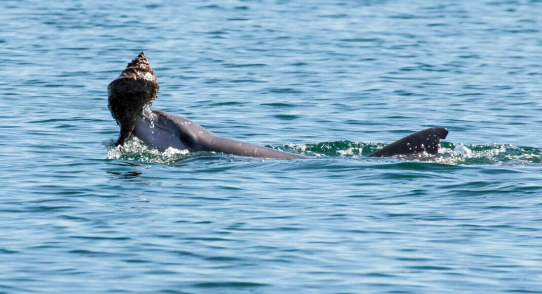 Delfin mit dem Gehaeuse einer Riesenschnecke