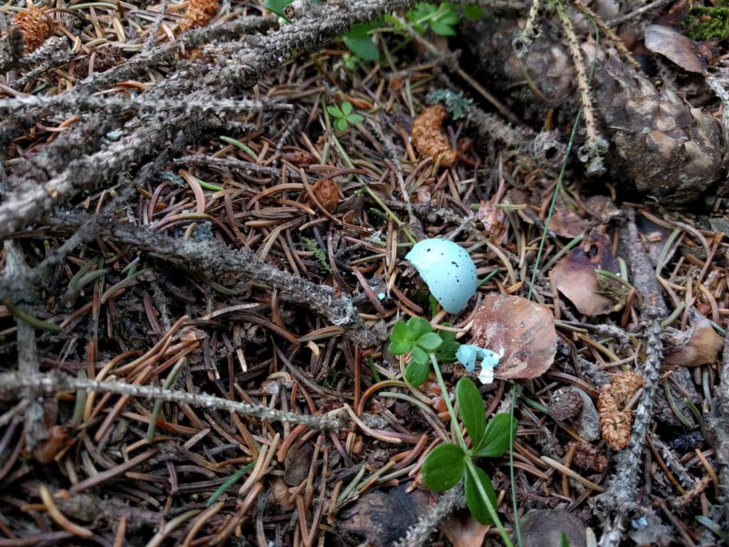 Zerbrochenes Vogelei auf Waldboden