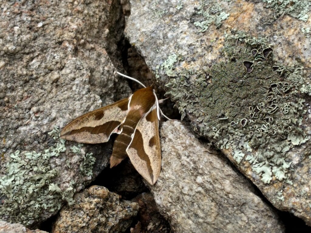 Falter zwischen Steinen