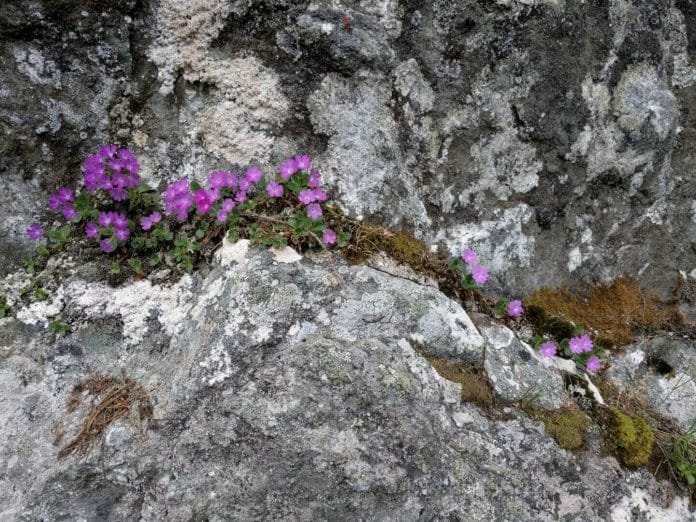 Rosarote Blumen in Felsritze