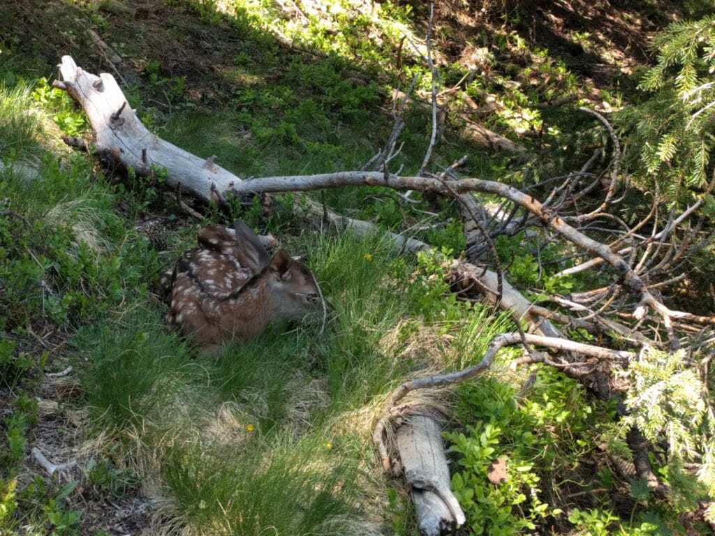 Rothirschkalb