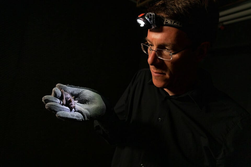 Forscher mit Kleiner Lanzennase in Hand