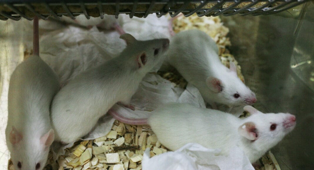 Labormaeuse in Kaefigen