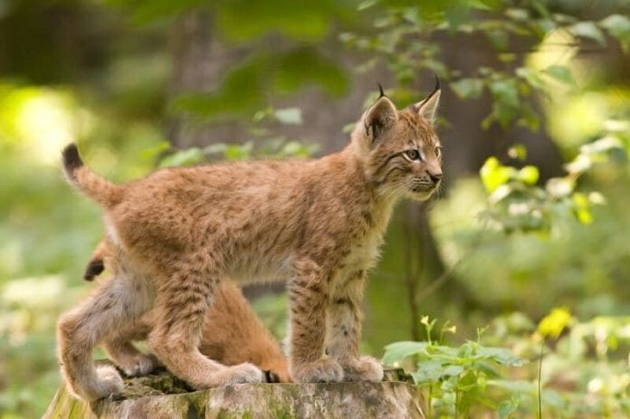 Luchs