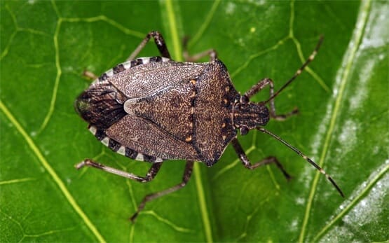 Marmorierte Baumwanze auf Blatt
