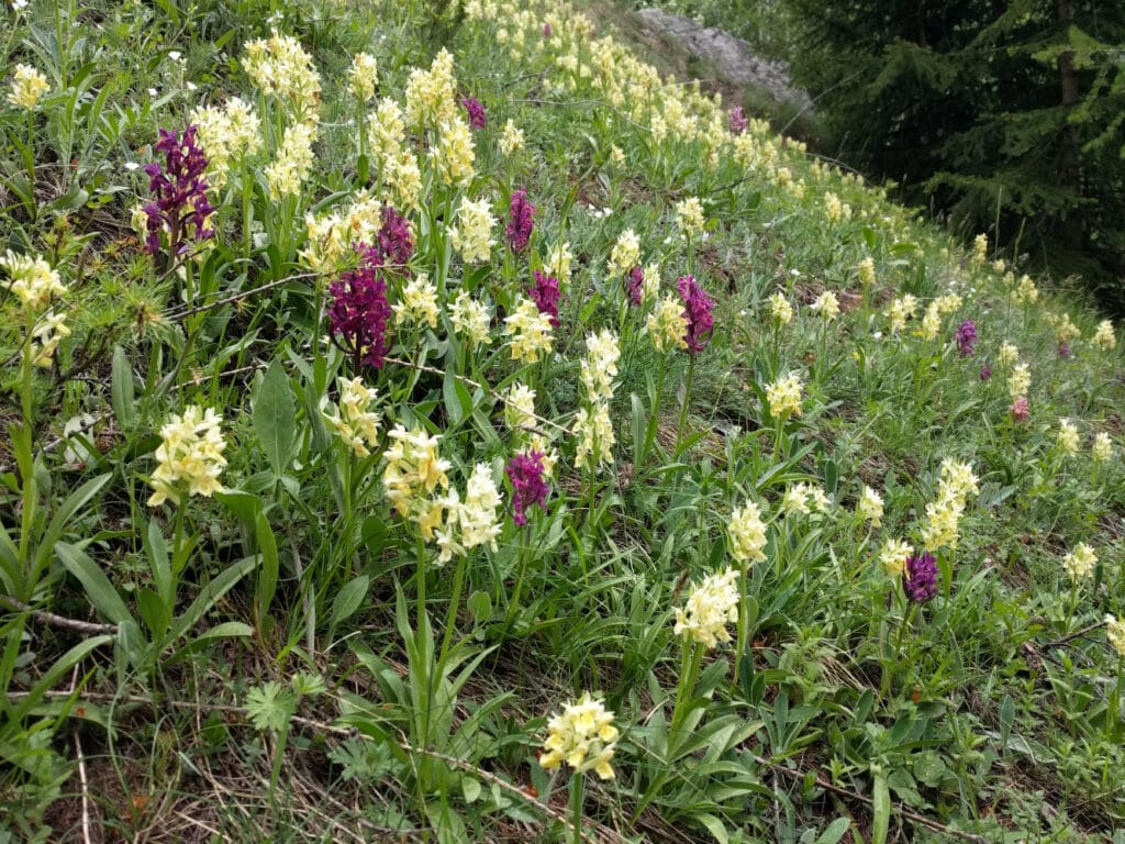 Orchideen