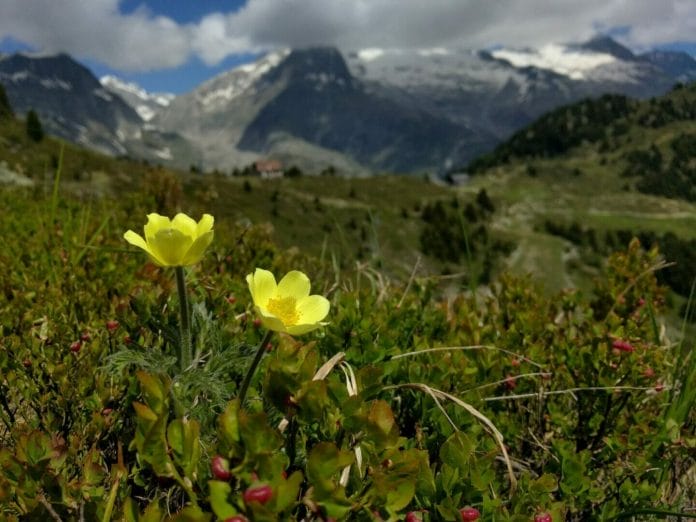 Bergpanorama mit Blumen im Vordergrund