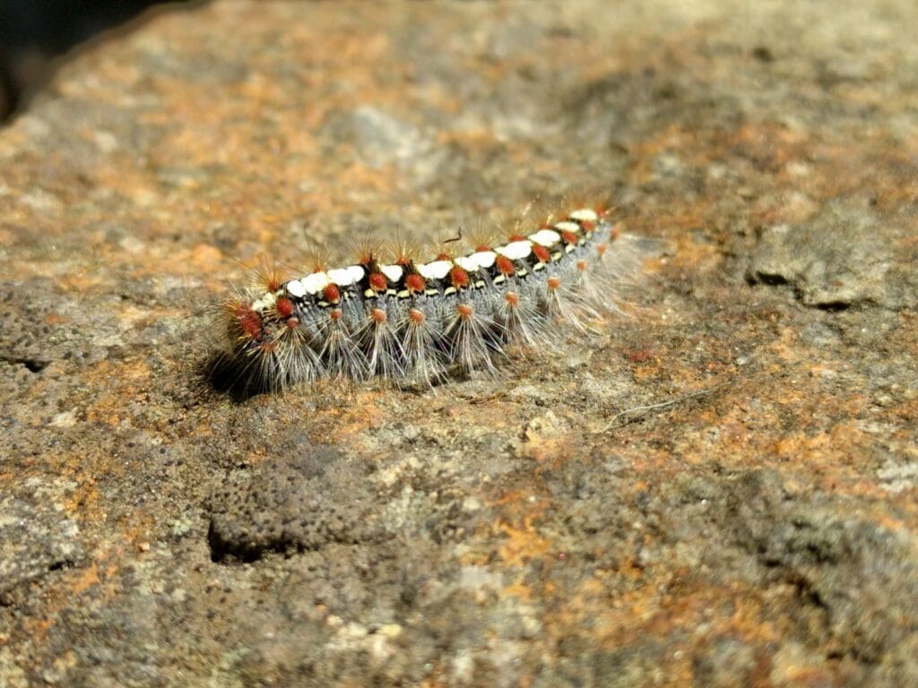 Raupe auf Stein