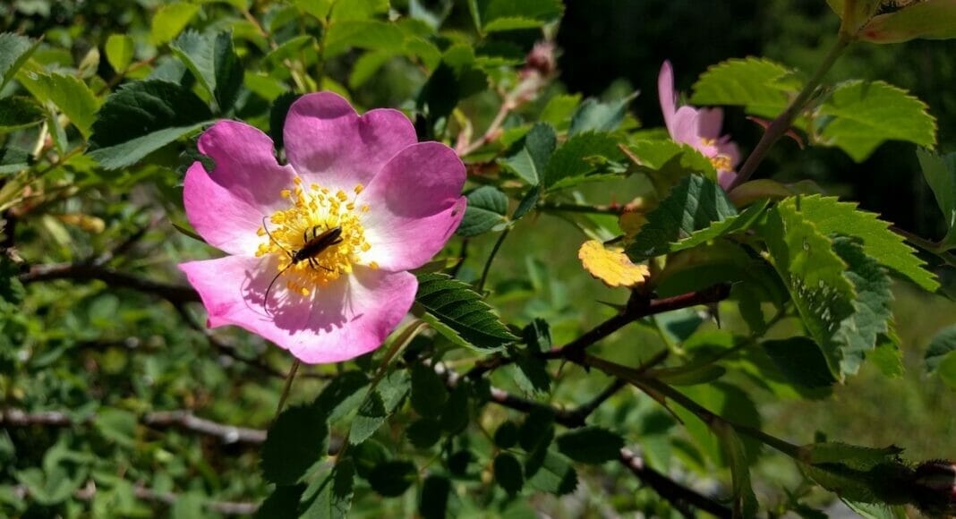 Kaefer auf bluehender Wildrose