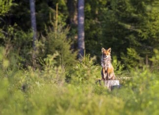 Quiz: Sind Sie Wildtier-Expert*in? Rotfuchs im Wald