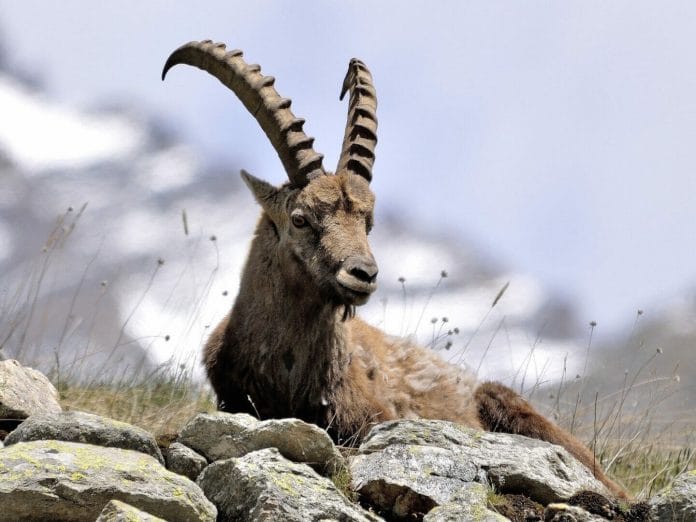 Steinbock