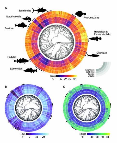 Grafik Temperaturtoleranz Fische