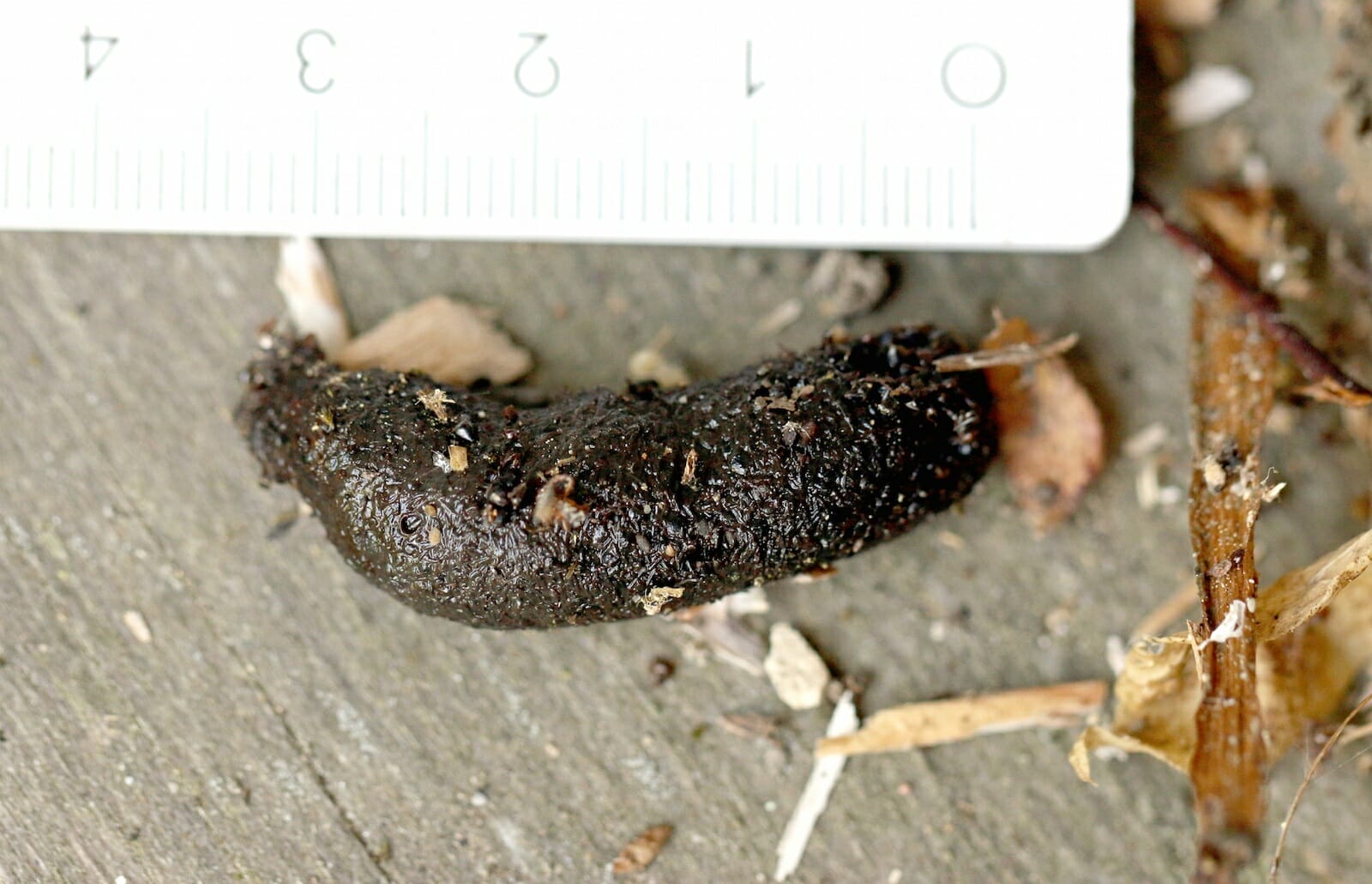 Kot im Naturgarten Naturschutz.ch