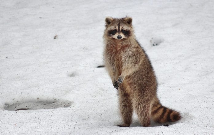Waschbär