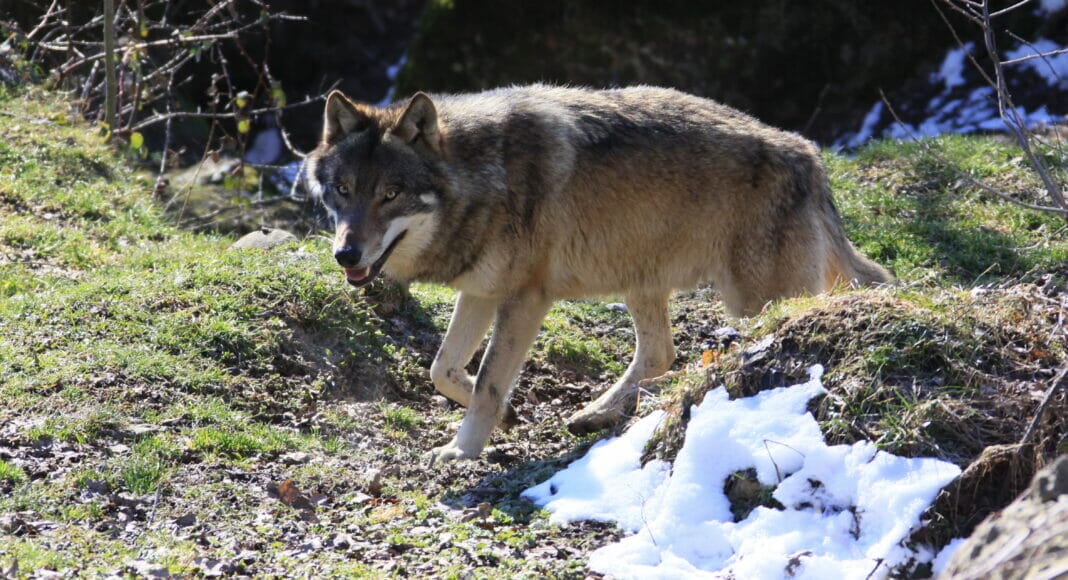 Europaeischer Grauwolf