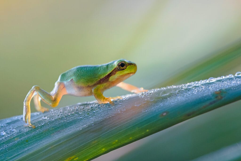 Laubfrosch auf Grashalm