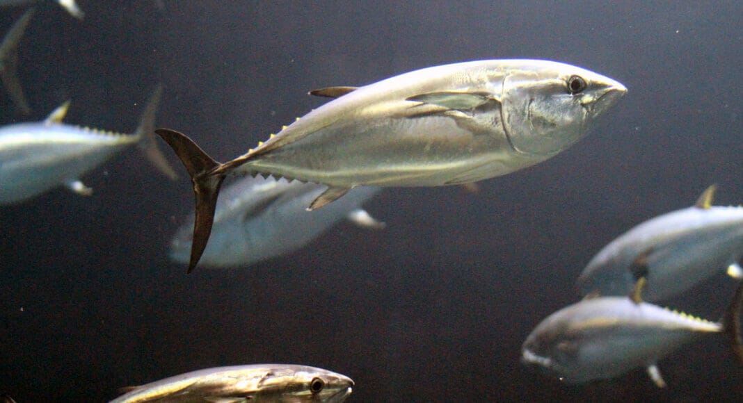 Blauflossen-Thunfische im Wasser