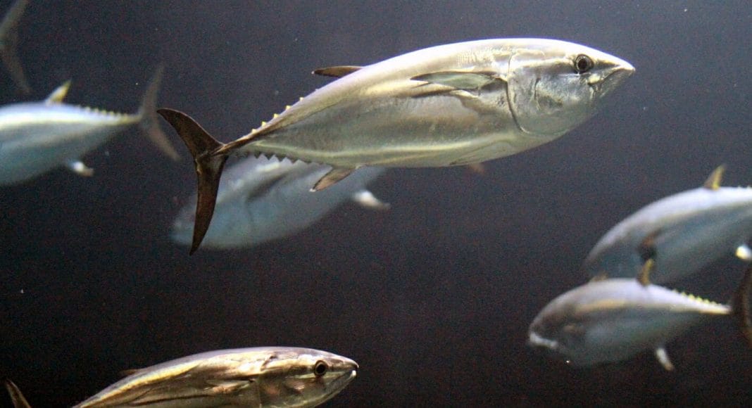 Blauflossen-Thunfische im Wasser