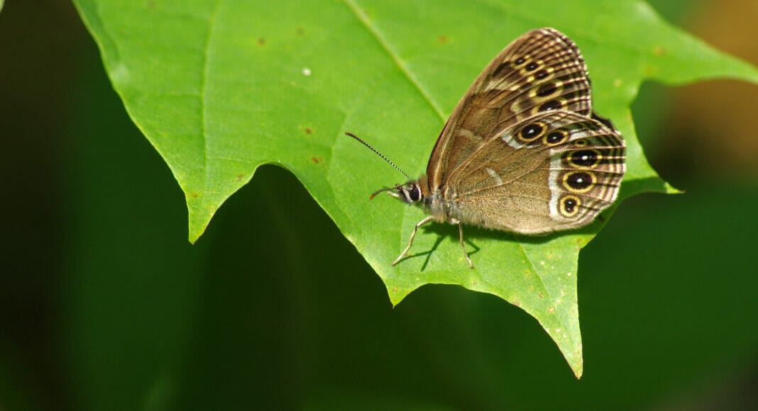 Gelbringfalter auf Blatt