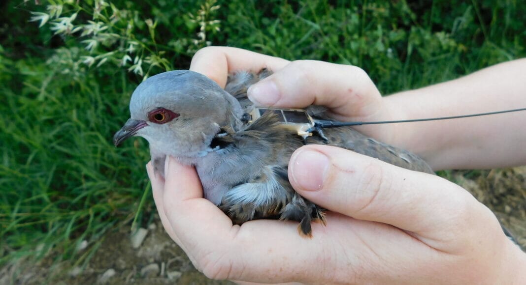 Turteltaube mit Sender auf Rücken