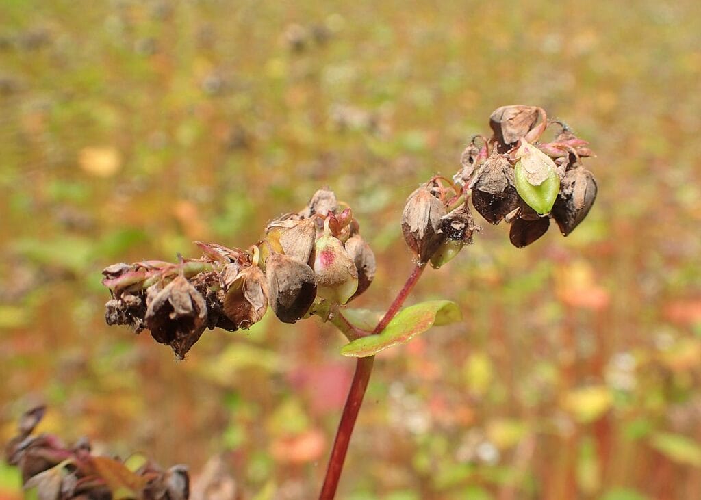 Buchweizen