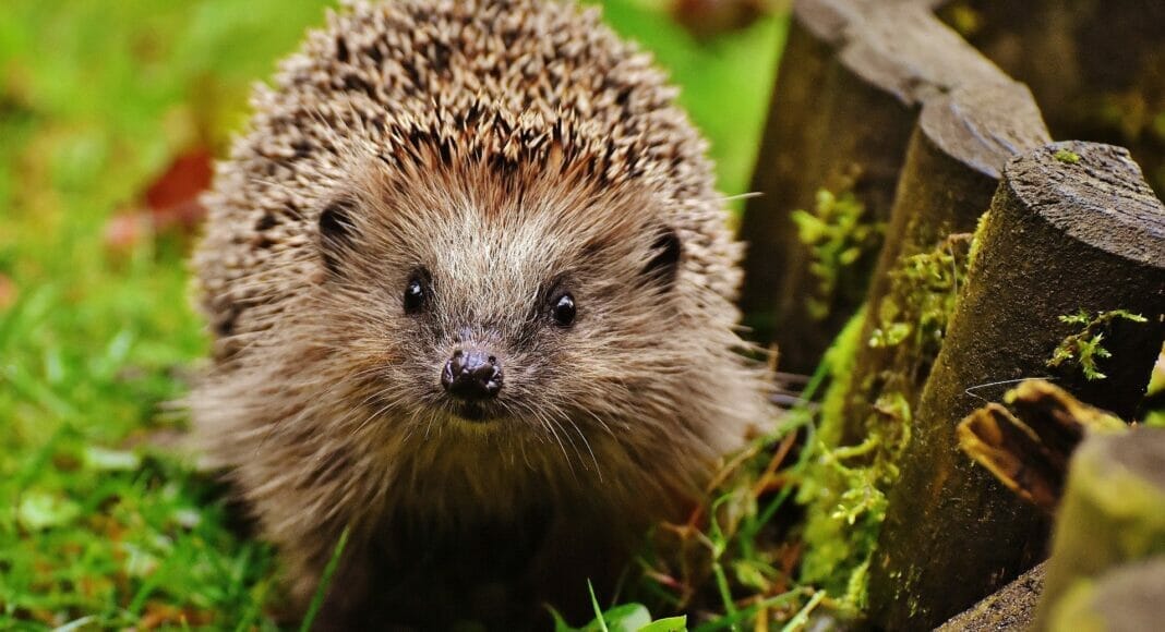 Igel im Garten