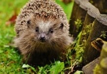 Wie man den Igel bettet, so liegt er Igel im Garten