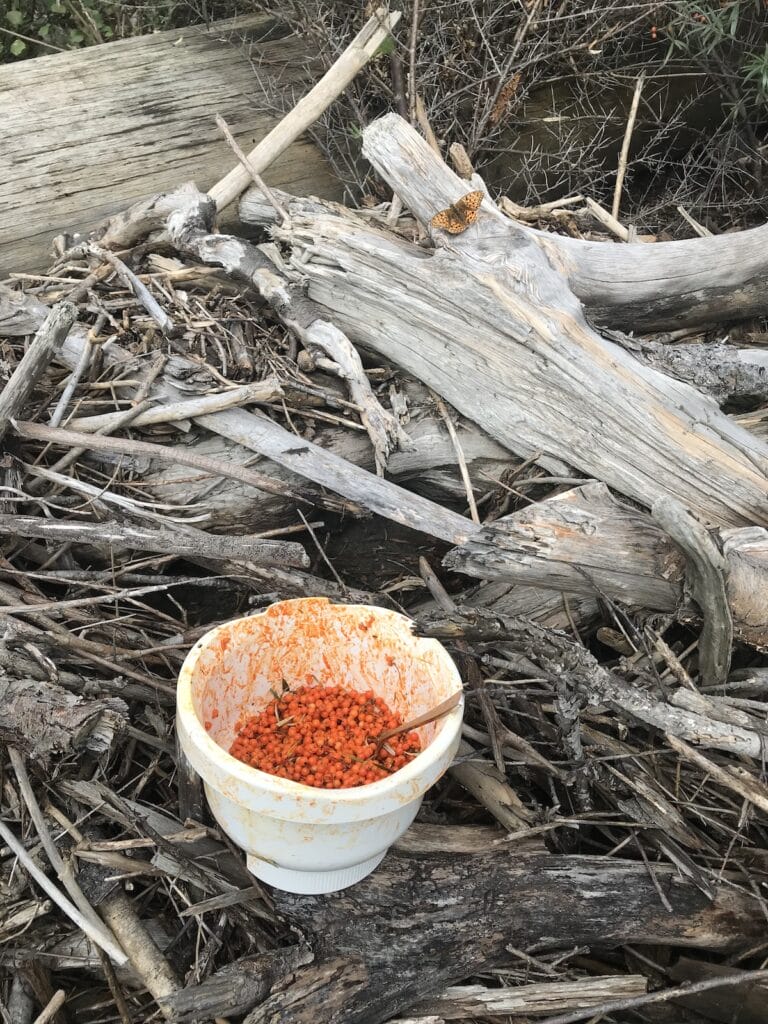 Behaelter mit Sanddorn und Tagfalter