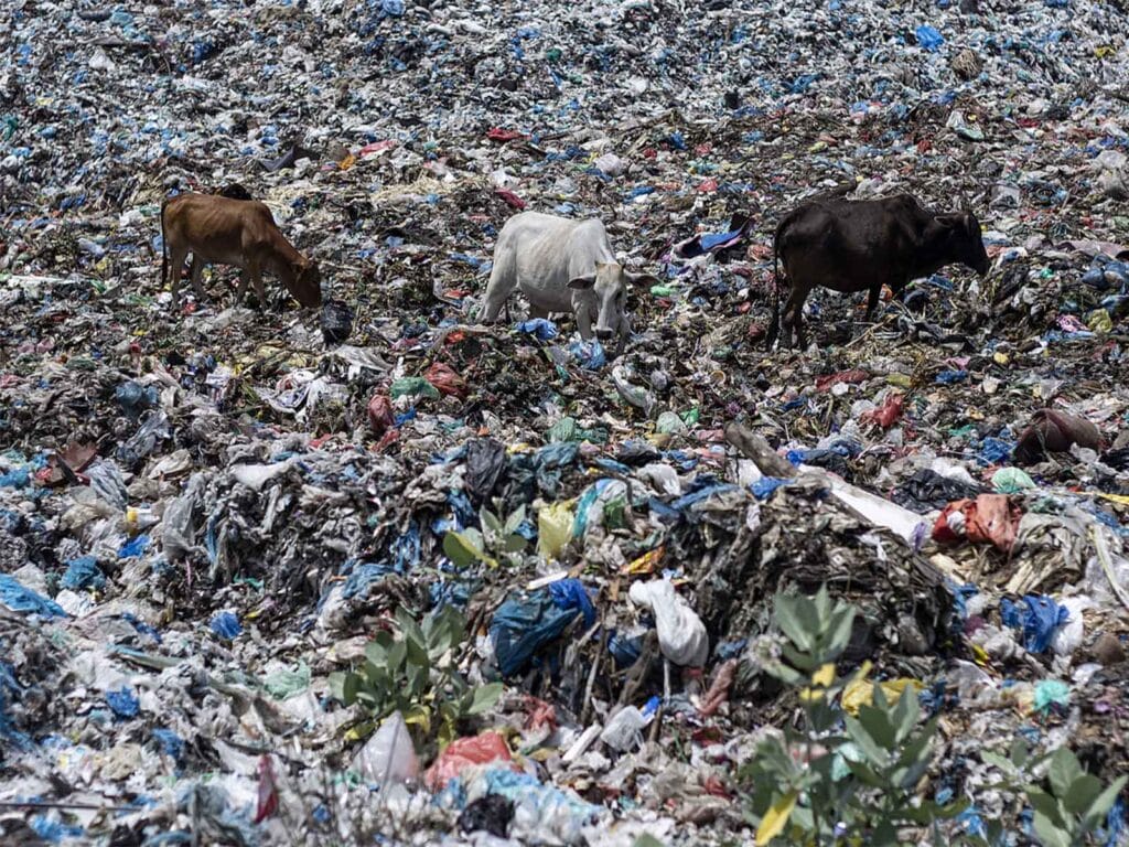 Drei Kühe suchen Nahrung auf Plastik-Abfallberg