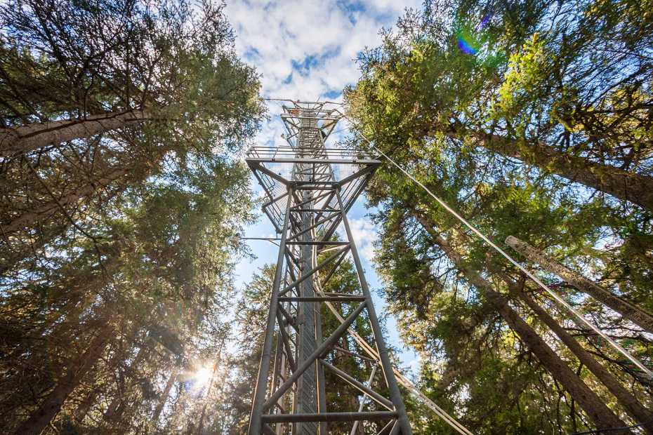 Ueberwachungsturm im Wald