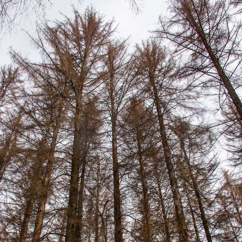 Bäume mit Hinweisen auf Dürre- und Hitzeperioden