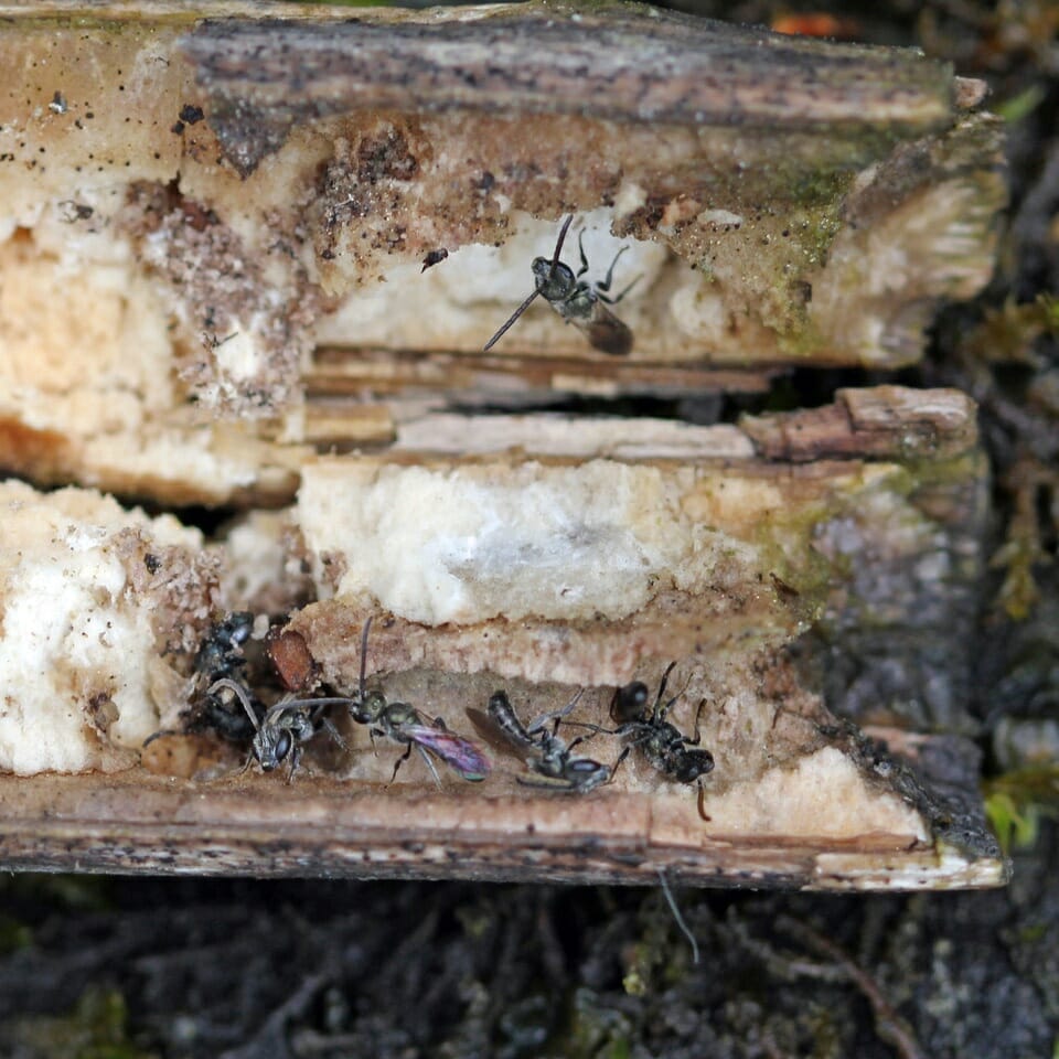 Wildbienennest in markhaltigem Stengel