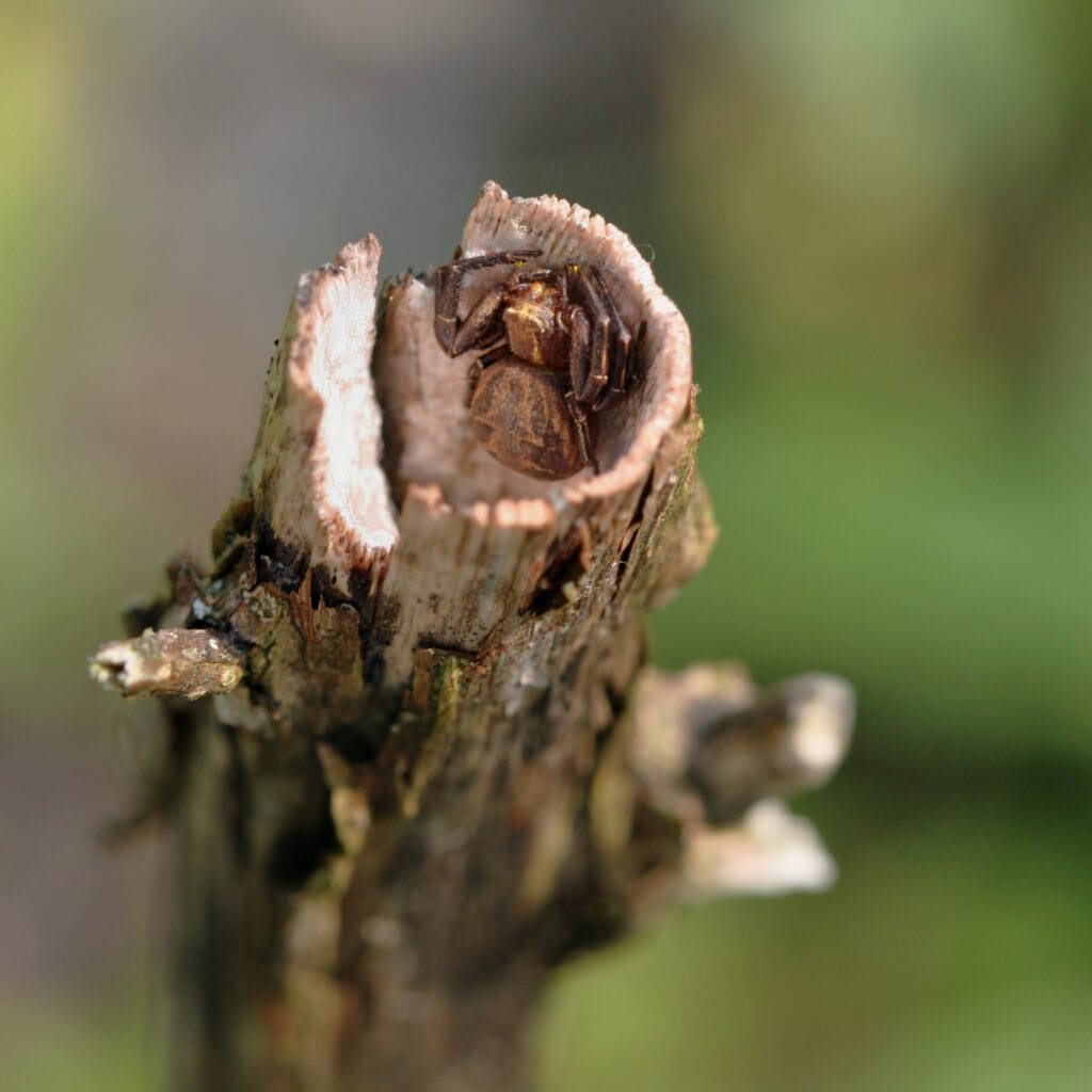 Krabbenspinne in Pflanzenstengel