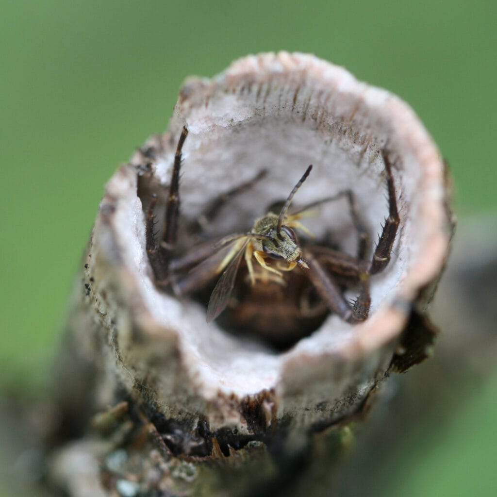 Krabbenspinne mit Wildbiene