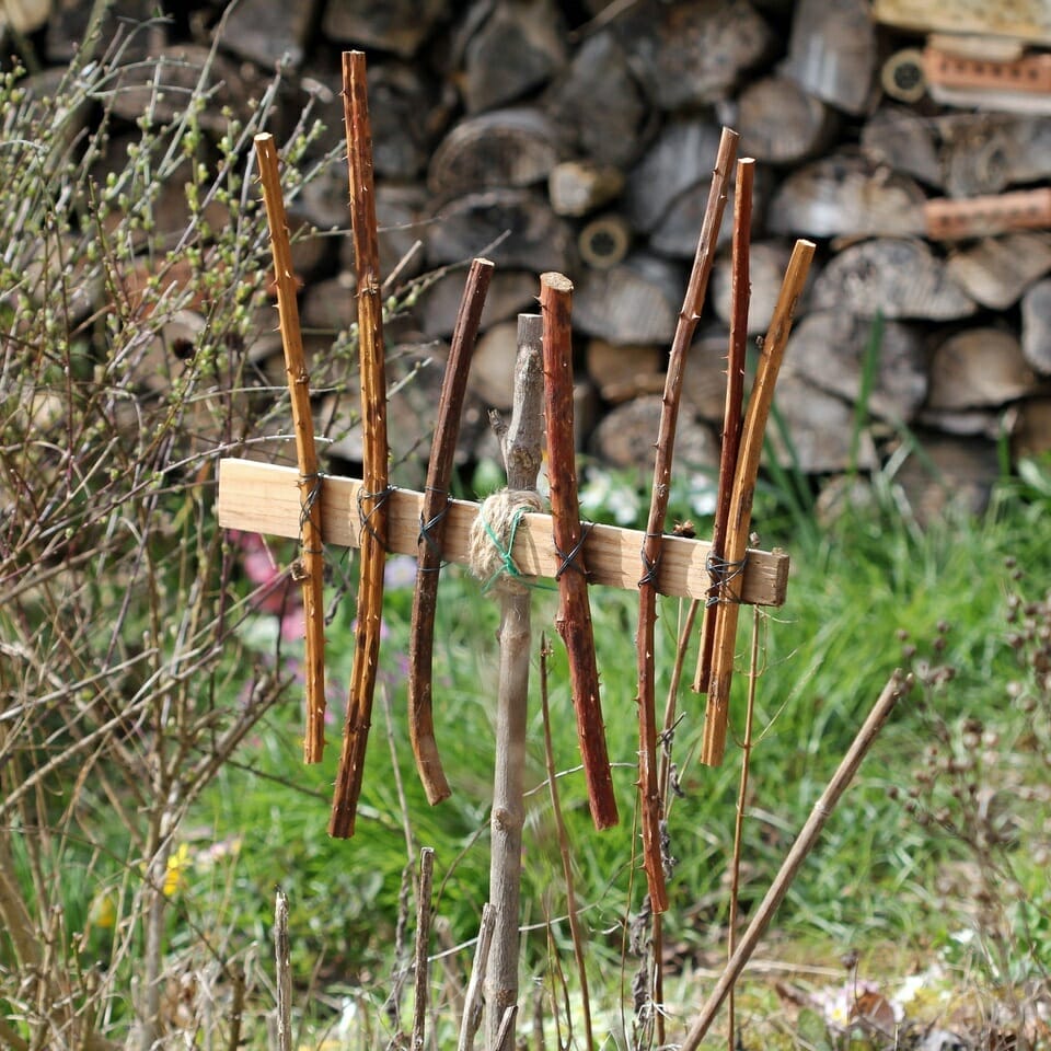 Aufgebundene Brombeerstängel