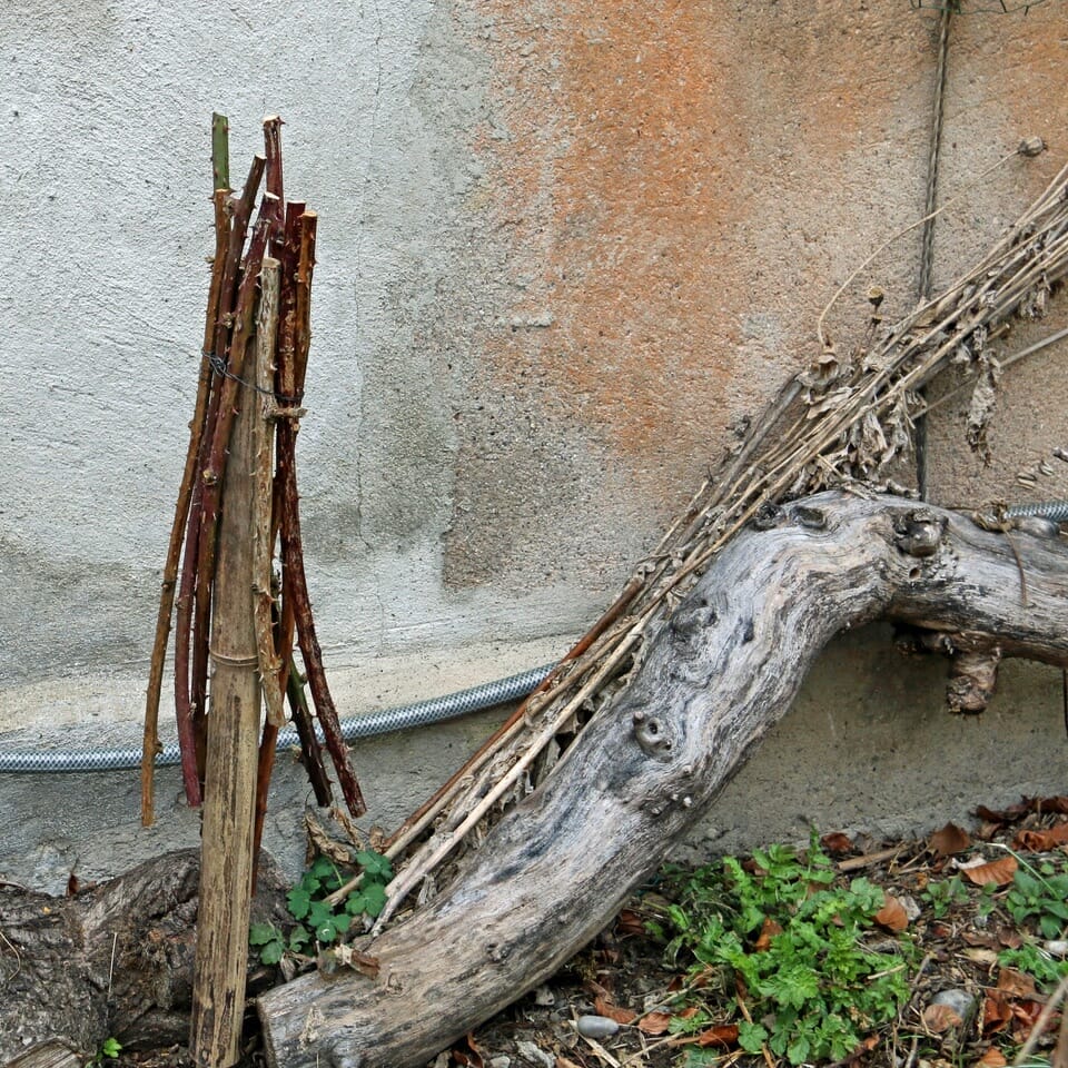 Aufgebundene Brombeerstängel