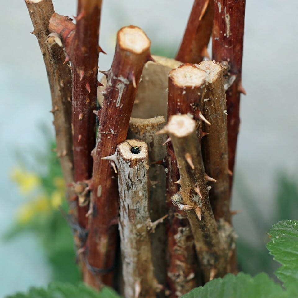 Bewohner in einem ausgehöhlten Brombeerstengel