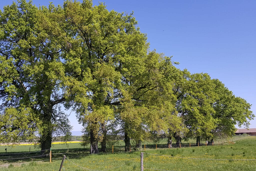 Offener Eichenbestand