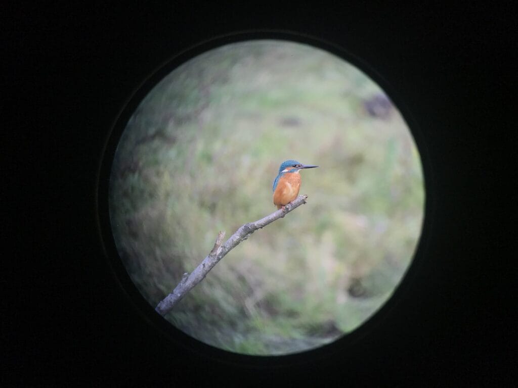 Eisvogel auf Ast