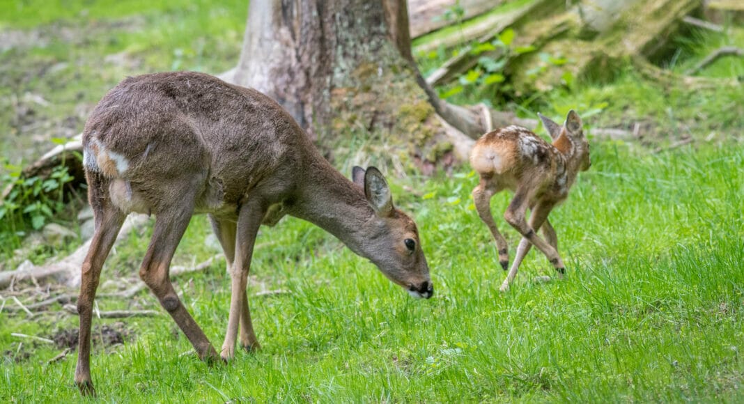 Rehgeiss mit Kitz auf einer Wiese